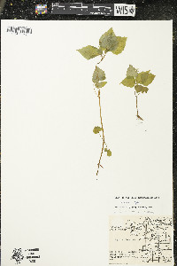 Circaea alpina subsp. alpina image