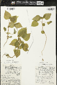 Circaea alpina subsp. alpina image