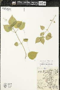 Circaea alpina image