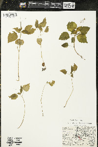 Circaea alpina subsp. alpina image
