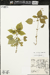 Circaea alpina image