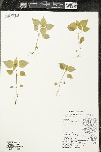 Circaea alpina subsp. alpina image