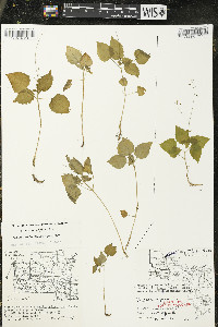 Circaea alpina subsp. alpina image