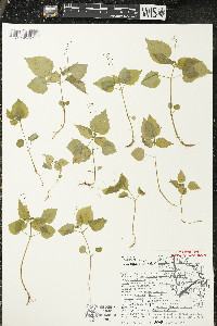 Circaea alpina subsp. alpina image