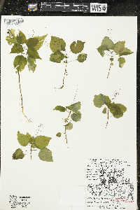 Circaea alpina subsp. alpina image