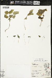 Circaea alpina image