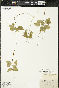 Circaea alpina subsp. alpina image