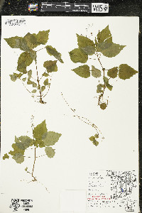 Circaea alpina subsp. alpina image