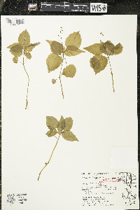 Circaea alpina subsp. alpina image