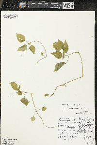 Circaea alpina subsp. alpina image