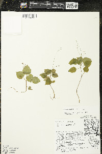 Circaea alpina subsp. alpina image