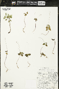 Circaea alpina subsp. alpina image