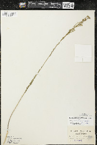 Linum sulcatum image