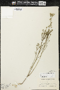 Linum sulcatum image