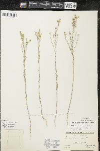 Linum sulcatum image