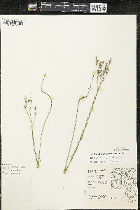 Linum sulcatum image