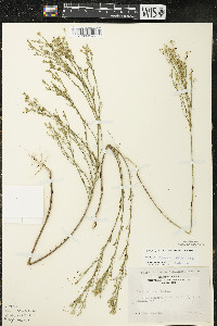 Linum sulcatum image
