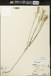 Linum sulcatum image