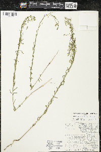 Linum sulcatum image