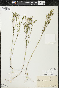 Linum sulcatum image