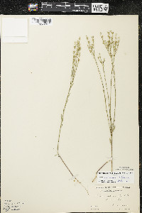 Linum sulcatum image