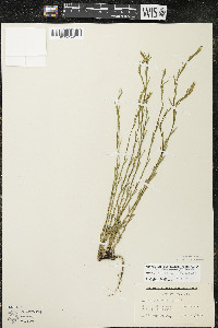 Linum sulcatum image