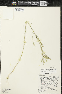 Linum sulcatum image