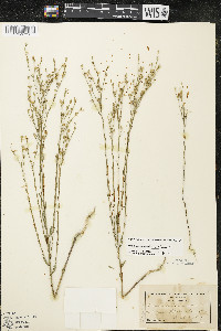 Linum sulcatum image