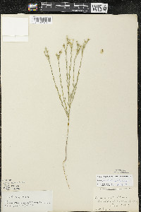 Linum sulcatum image