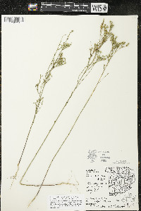 Linum sulcatum image