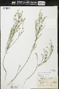 Linum sulcatum image