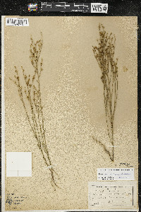 Linum sulcatum image