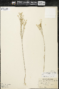 Linum sulcatum image