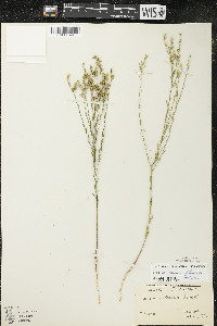 Linum sulcatum image