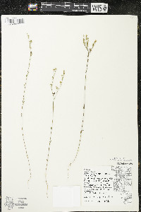 Linum sulcatum image