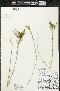 Linum sulcatum image