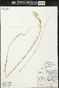 Linum sulcatum image