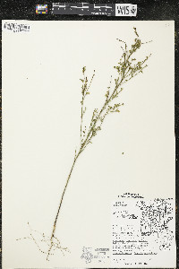 Linum sulcatum image