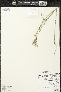 Linum sulcatum image
