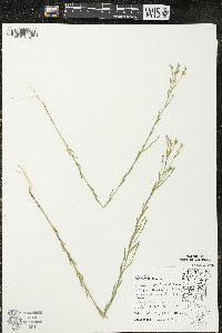 Linum sulcatum image