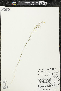 Linum sulcatum image