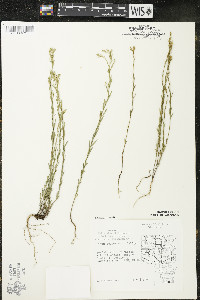 Linum sulcatum image