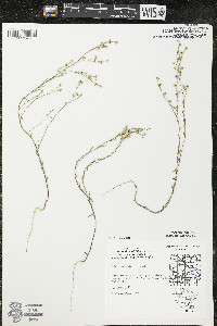 Linum sulcatum image