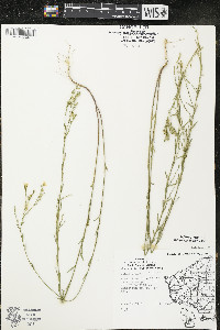 Linum sulcatum image