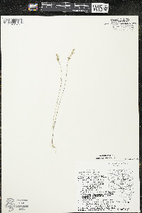 Linum sulcatum image