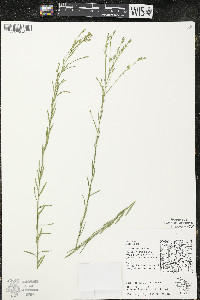 Linum sulcatum image