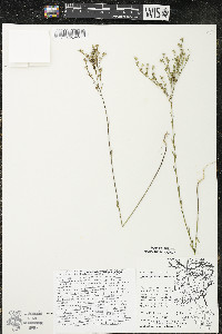 Linum sulcatum image