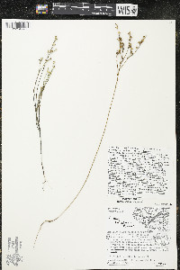 Linum sulcatum image