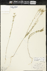 Linum sulcatum image