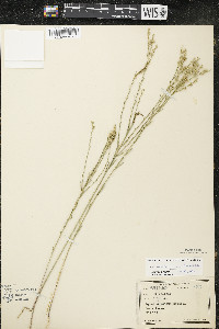 Linum sulcatum image